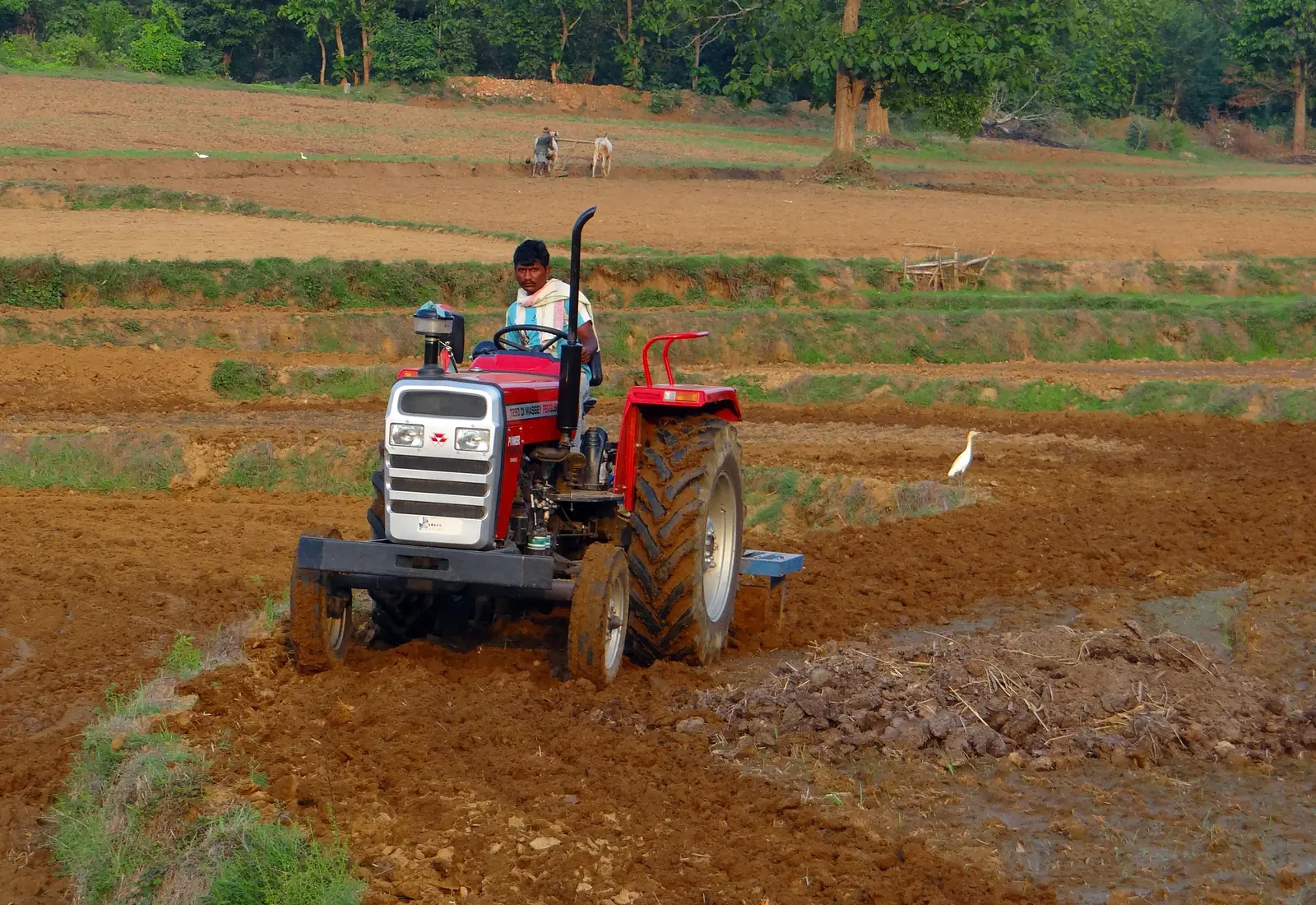A farmer ploughing a field with a red tractor, an egret foraging nearby